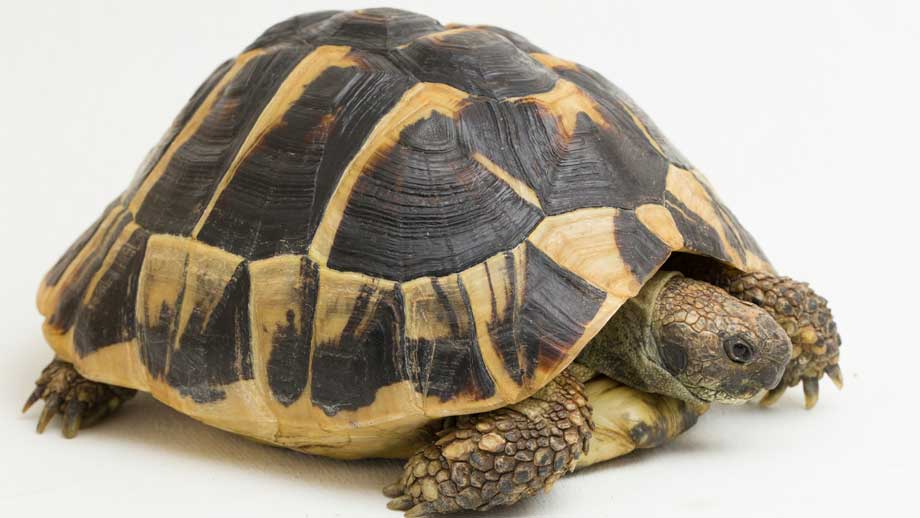 Steckbrief Griechische Landschildkrte Teaser