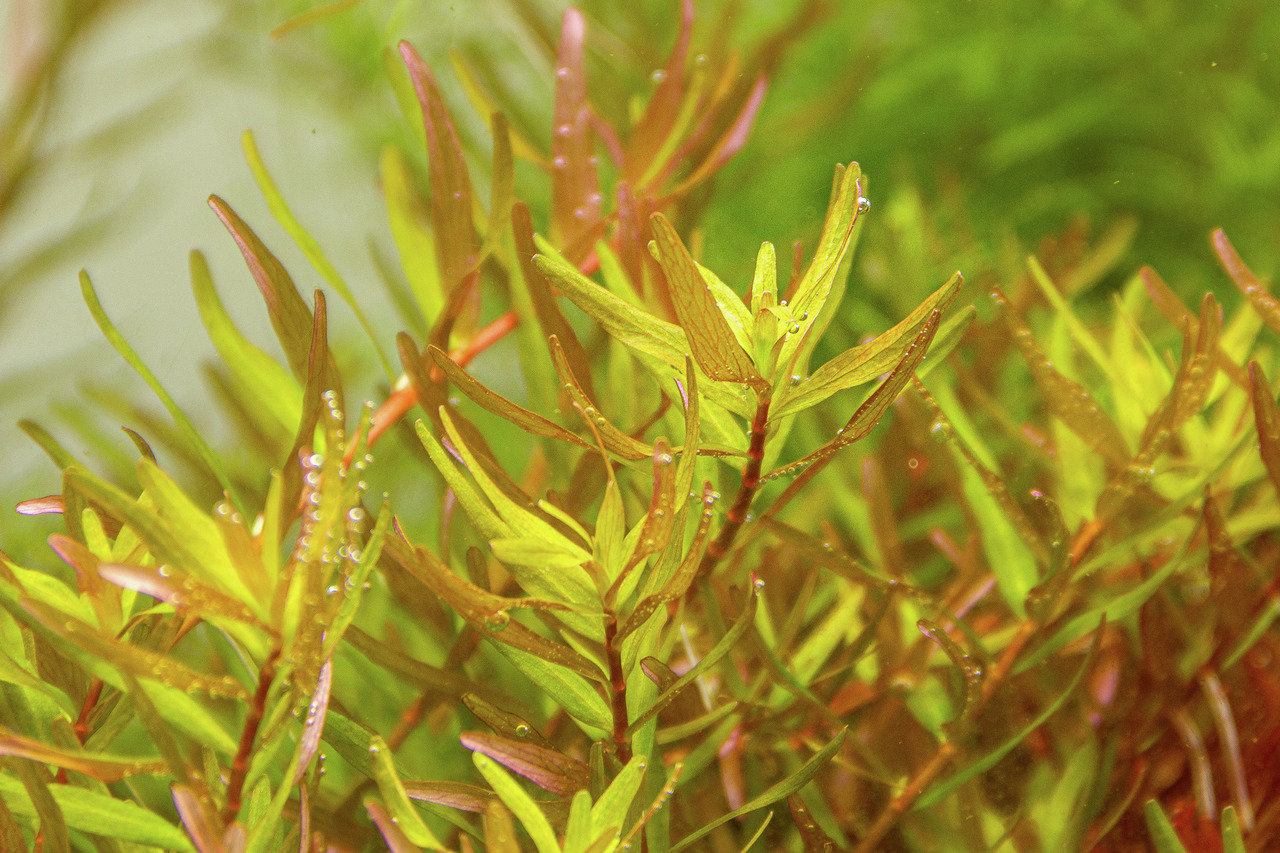 ALOHA Rotala rotundifolia LAOS