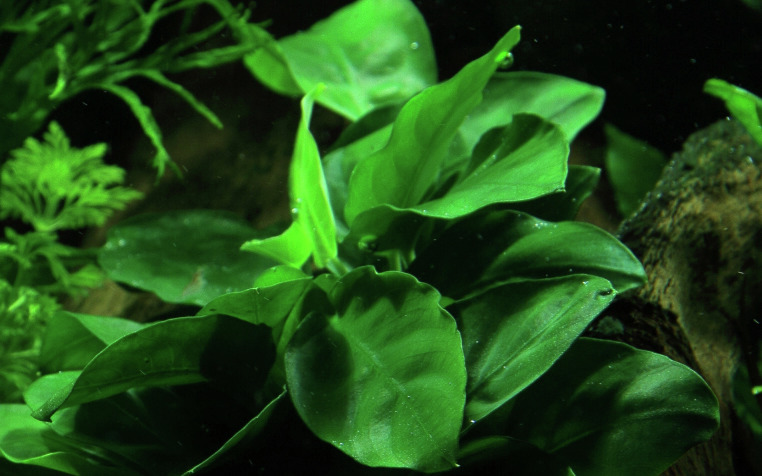 Tropica Anubias barteri var. nana, für Süßwasseraquarien, robust, dunkelgrüne Blätter, ideal für Anfänger, pflegeleicht.