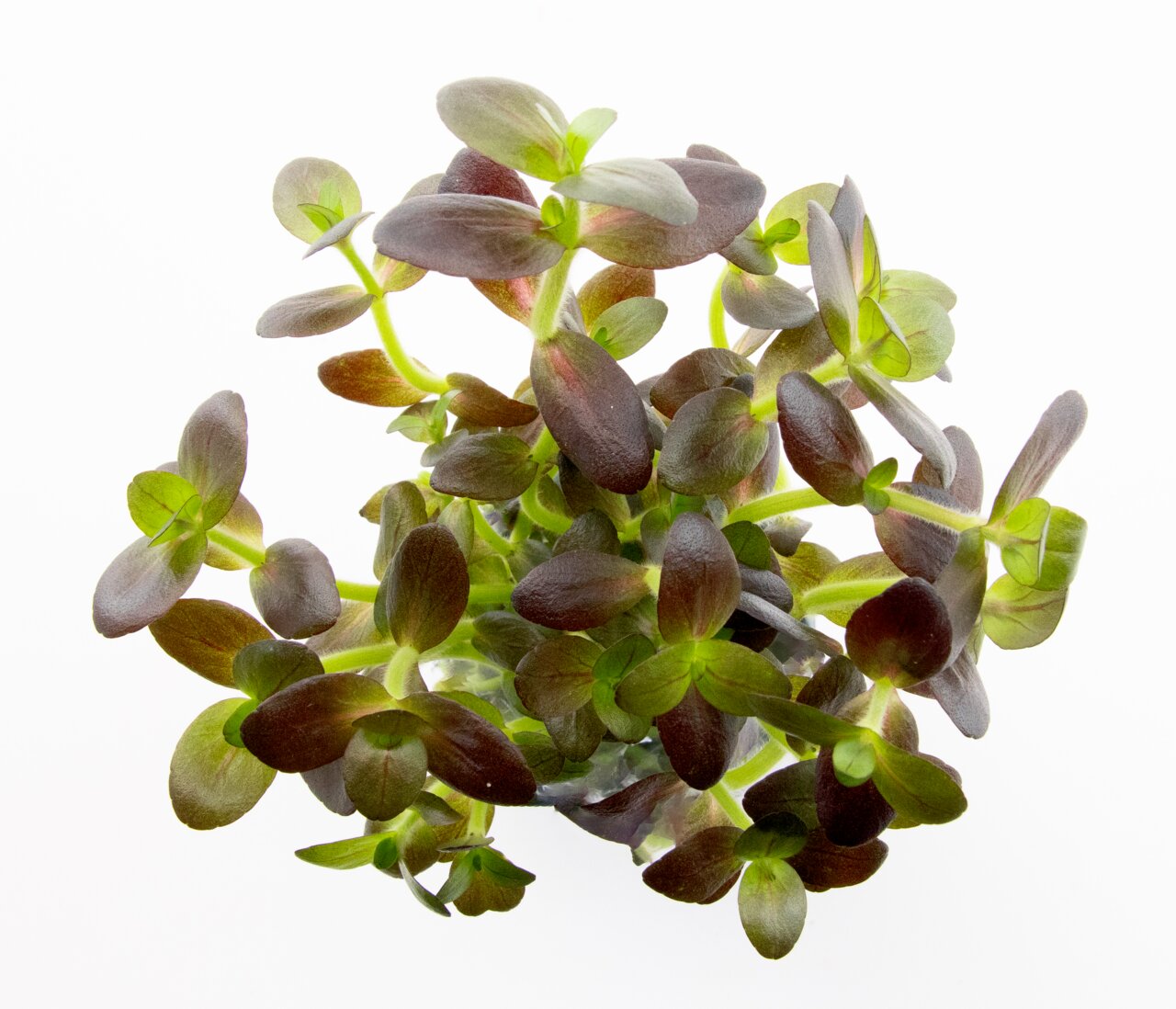 Frische Microgreens Portulak, ideal f. Salate, Smoothies o. Garnitur. Saftige Blätter, zarte Stängel, vermitteln Frische & Vitalität.