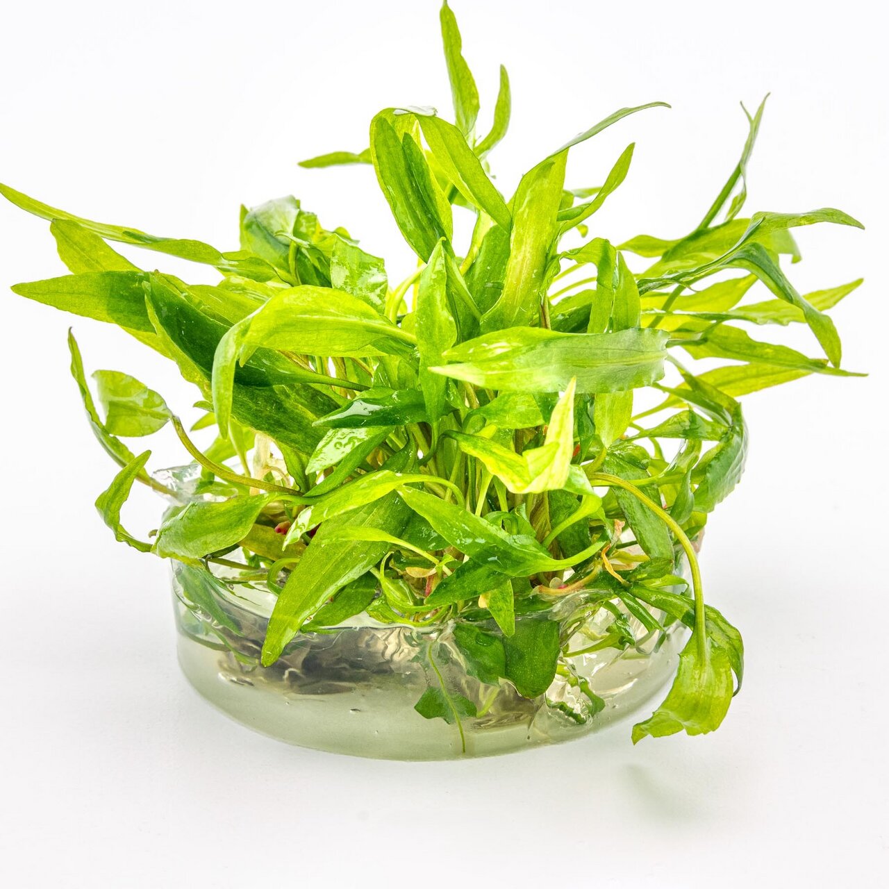 Echinodorus Aflame, Wasserpflanze für Aquarien, ideal für Unterwasserlandschaften, Schutz & Sauerstoff für Fische, im Glasbehälter.