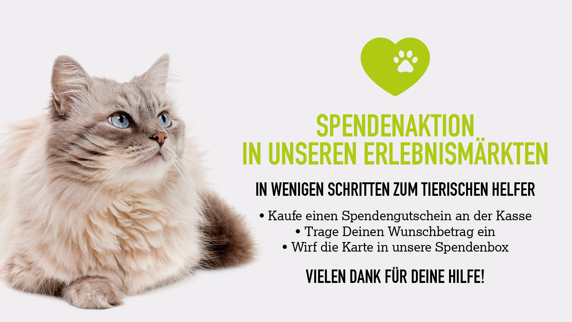 Weltkatzenwoche Banner Spendenaktion