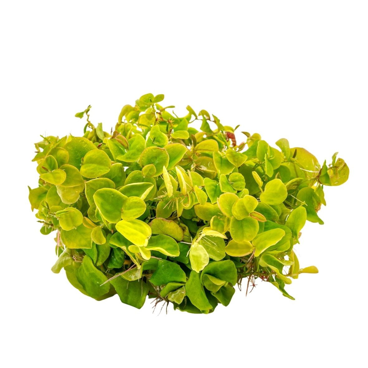 ALOHA Phyllanthus fluitans Cup C144
