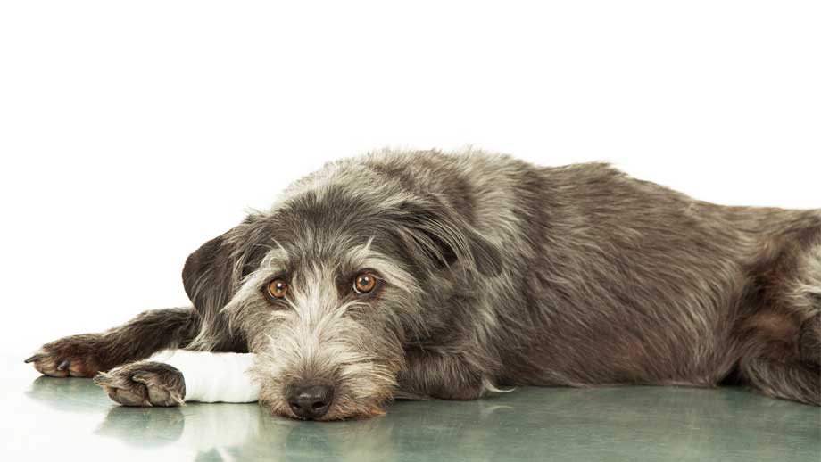 Hausapotheke Fr Hunde Teaser %281%29