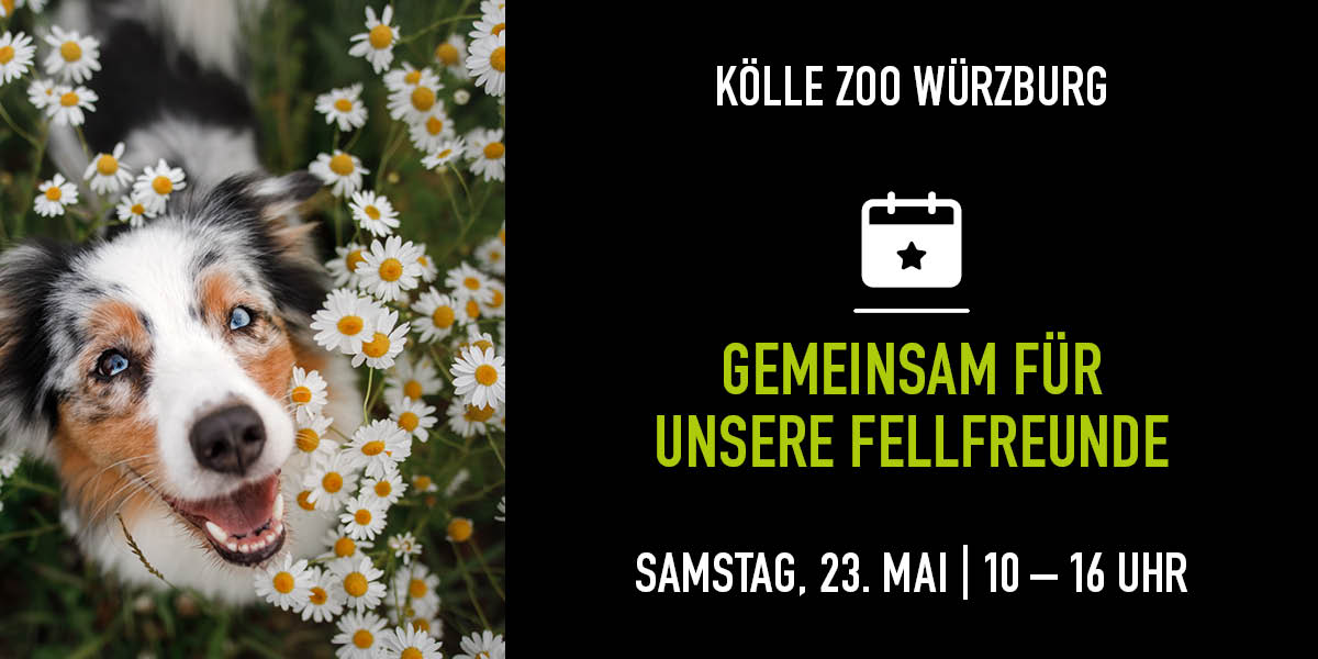 Hund schaut in die Kamera und sitzt in einem Gänseblümchen Feld. Rechts die Infos zum Event