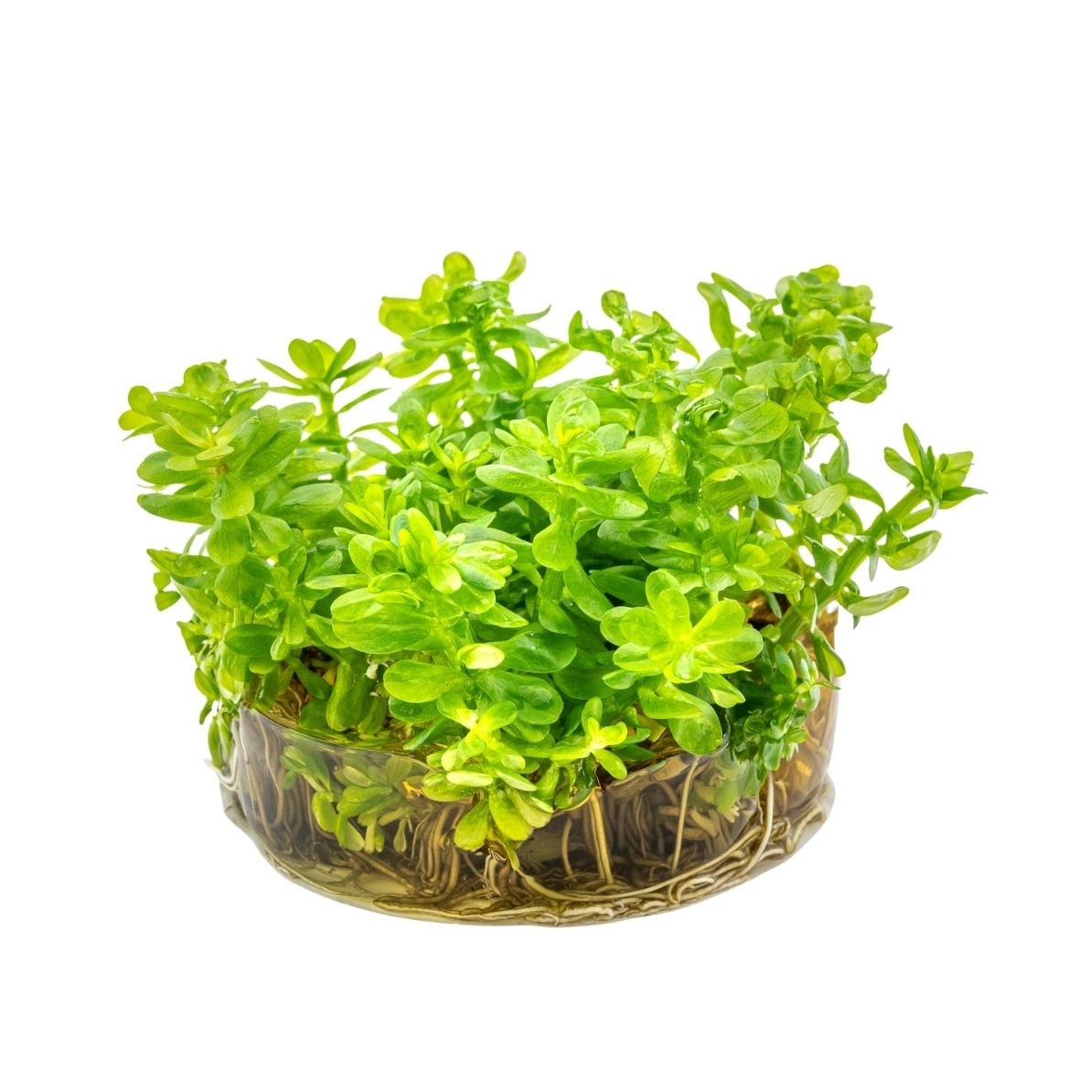 ALOHA Rotala indica Cup C121