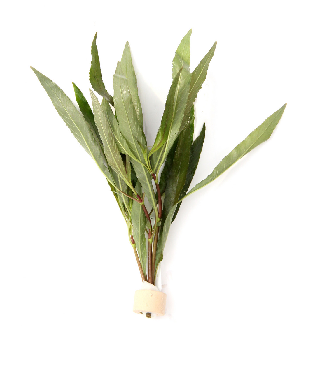 Ein Bündel frischer, grüner Wasserpflanzen der Marke Dennerle, Produktname "Dennerle Bucephalandra sp. 'Wavy Green'", speziell für Aquarien geeignet. Die Zielgruppe sind Aquarienbesitzer, die eine natürliche Umgebung schaffen möchten. Die Pflanze ist in e