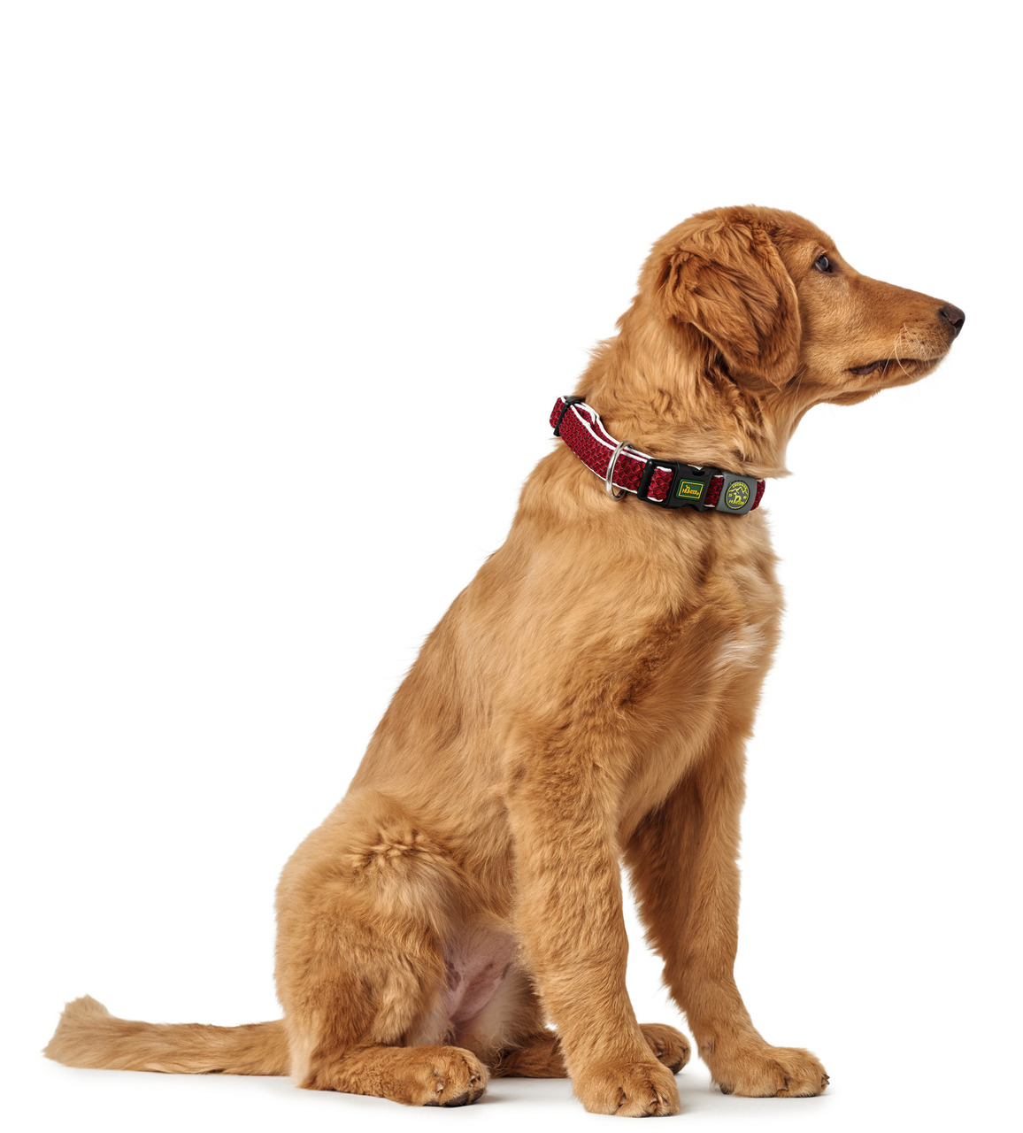 Ein sitzender, mittelgroßer Hund mit goldenem Fell trägt ein hochwertiges, rotes Hundehalsband der Marke HUNTER. Das Halsband ist für Hunde geeignet und zeichnet sich durch ein robustes Design sowie eine auffällige Farbgebung aus. Es bietet Komfort und Si