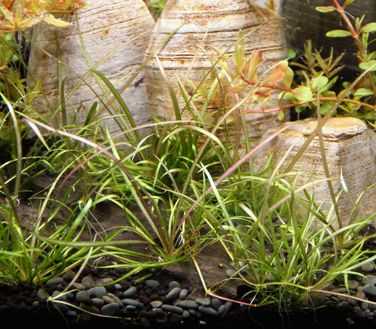 Aquarium mit Pflanzenwuchs: feine Gräser, rötliche Blätter, beige Steine, dunkler Kiesboden – natürliche Unterwasserlandschaft.