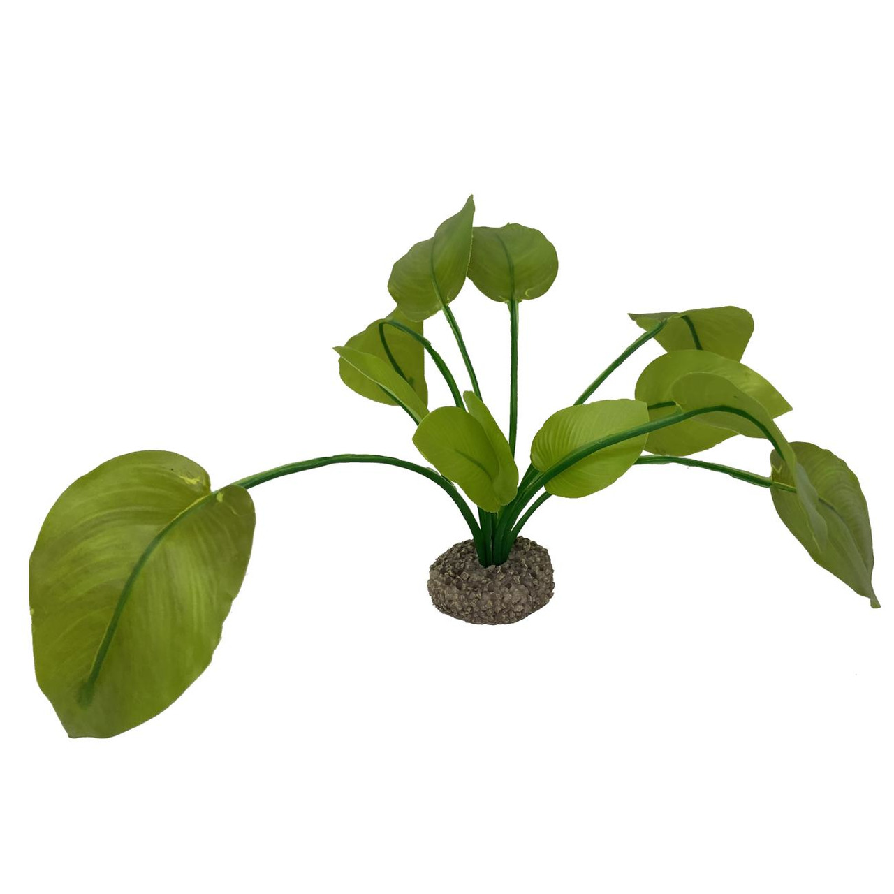 AQUA DELLA Anubias 2 grün 17 cm