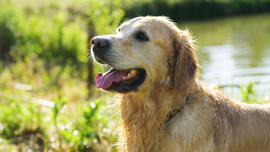 Golden Retriever im seitlichen Porträt
