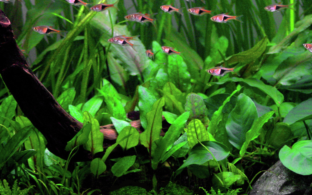 Das Bild zeigt ein üppig bepflanztes Aquarium mit verschiedenen grünen Wasserpflanzen der Marke Tropica. Im Vordergrund sind große Blätter zu sehen, während im Hintergrund kleinere Pflanzen das Bild abrunden. Mehrere kleine, rot-schwarze Fische schwimmen 