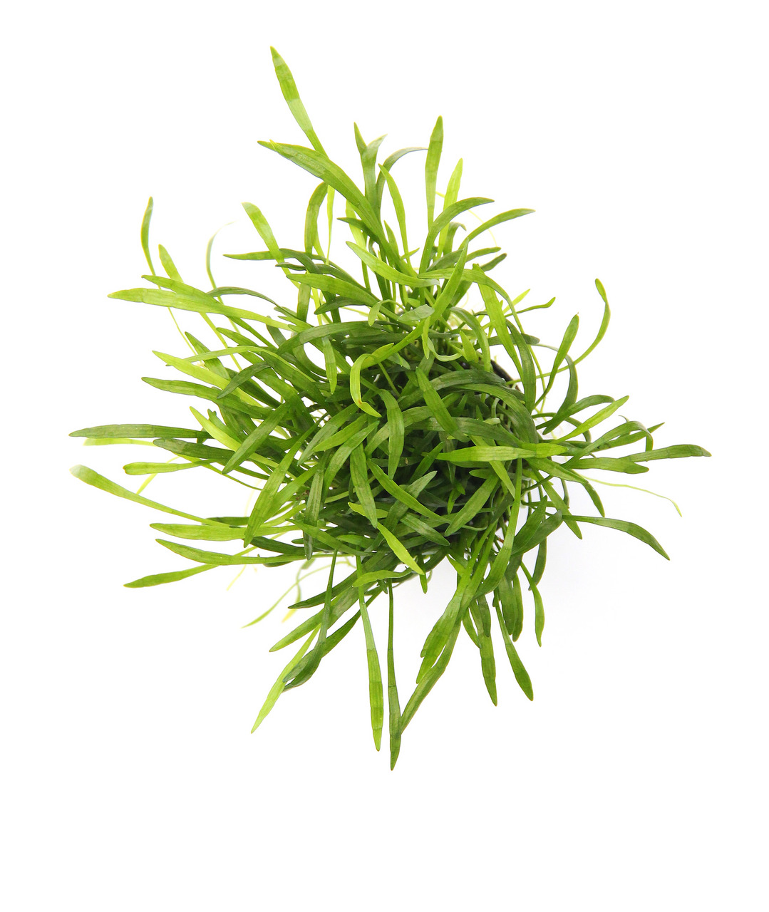 ALOHA Seegras, lebendig grün, für Aquarienbesitzer, nat. Deko, frisch, 125g.