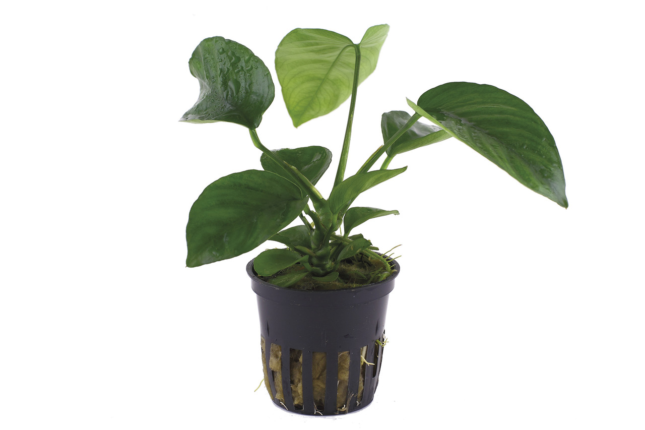 Tropica Anubias barteri var. nana, für Süßwasseraquarien, kräftige dunkelgrüne Blätter, im schwarzen Kunststofftopf.