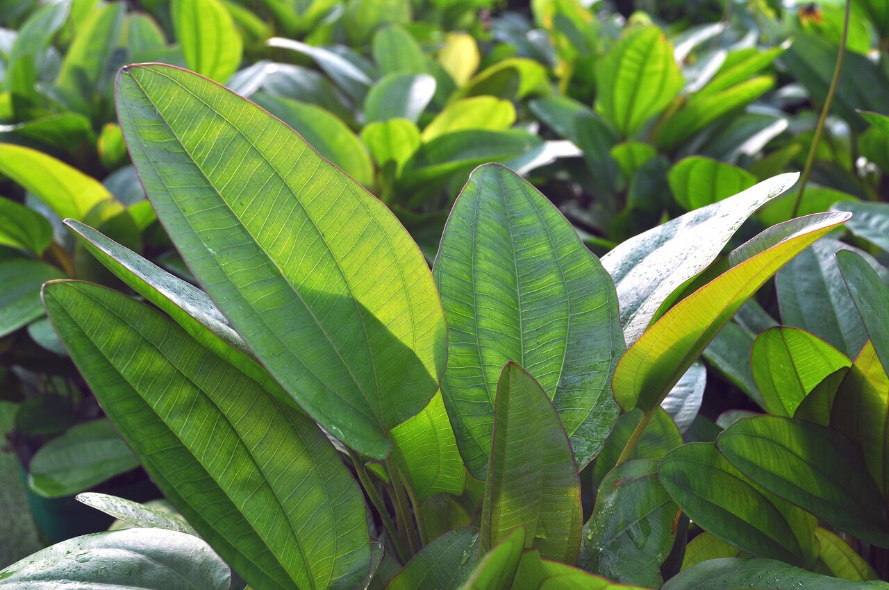 Nahaufnahme tropischer Pflanze: Große, glänzende Blätter mit feinen Adern im Sonnenlicht, umgeben von dichter, natürlicher Umgebung.