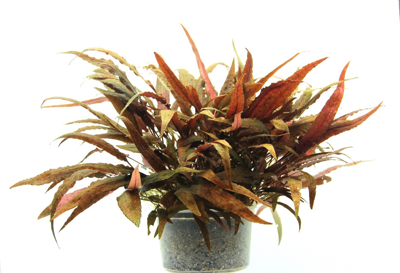 Cryptocoryne Wendtii 'Brown', Aquarienpflanze, braun-grüne Blätter, pflegeleicht, für Süßwasseraquarien, im kleinen Topf mit Substrat.