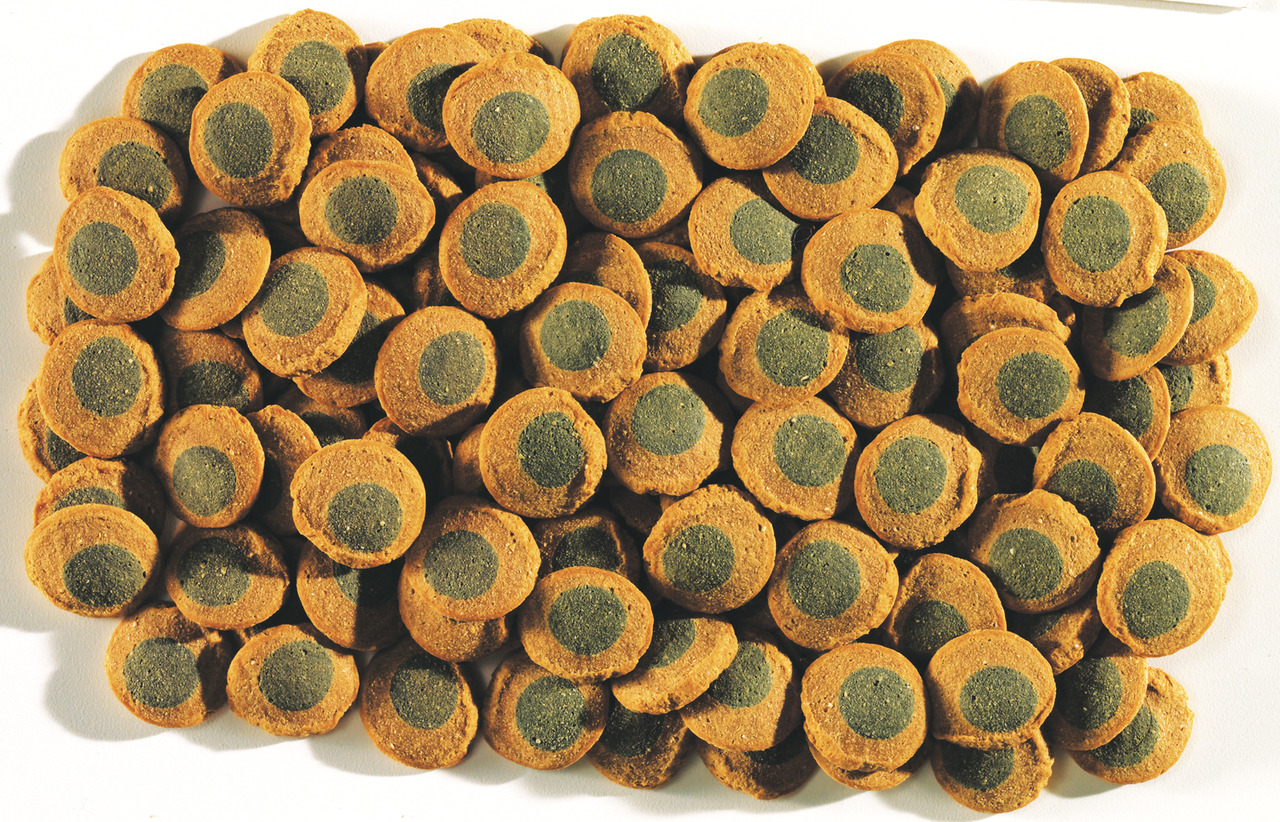 Tetra Pleco Tablets: Hauptfutter für bodenfressende Zierfische (z. B. Welse), mit Spirulina-Algen, für Pflanzenfresser, 120 Tabletten.