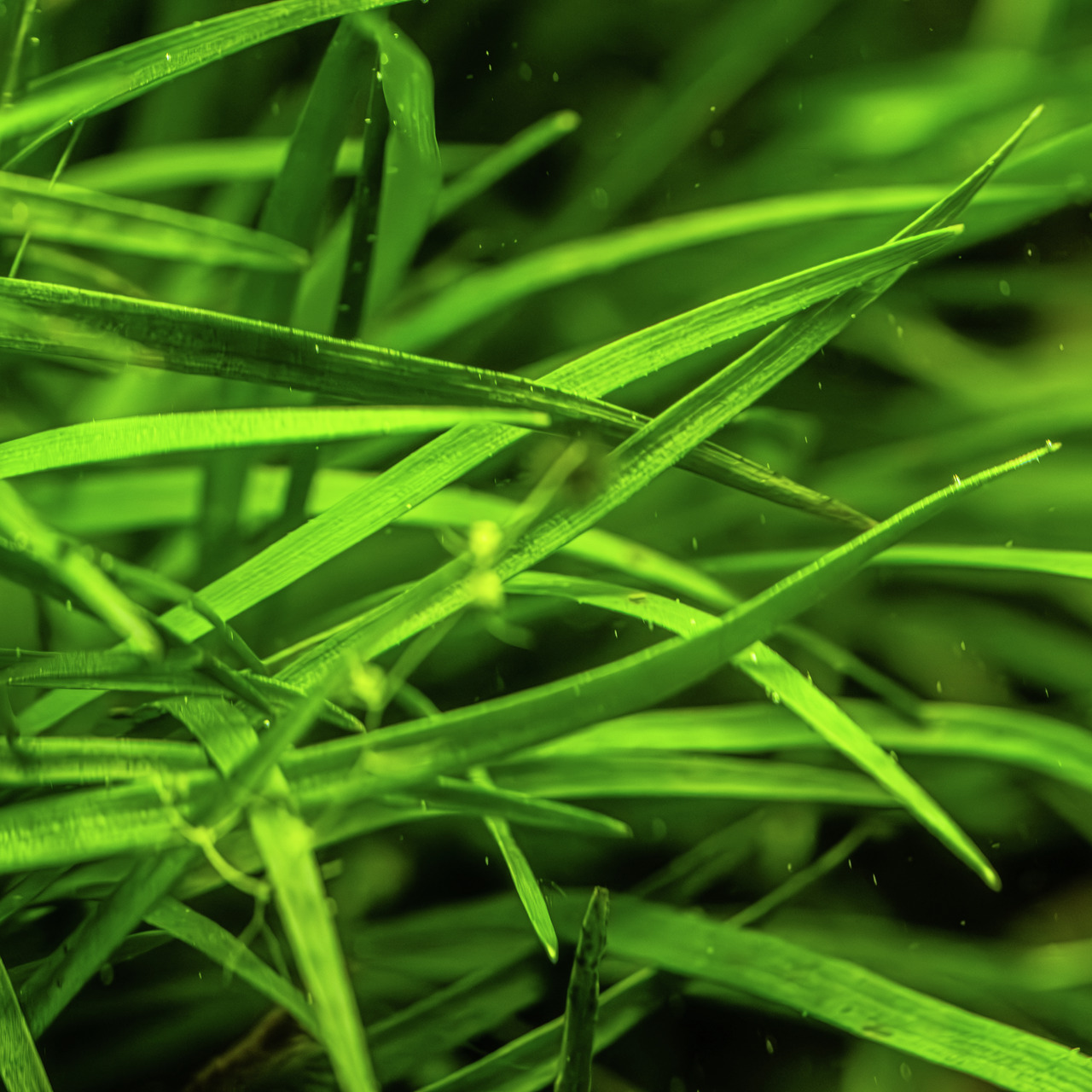 Das Bild zeigt das Produkt "Tropica Eleocharis acicularis Mini", ein Aquarienpflanzenprodukt der Marke Tropica. Es handelt sich um eine feine, grasartige Pflanze, die für Süßwasseraquarien geeignet ist. Die Zielgruppe sind Aquarienbesitzer, die eine pfleg