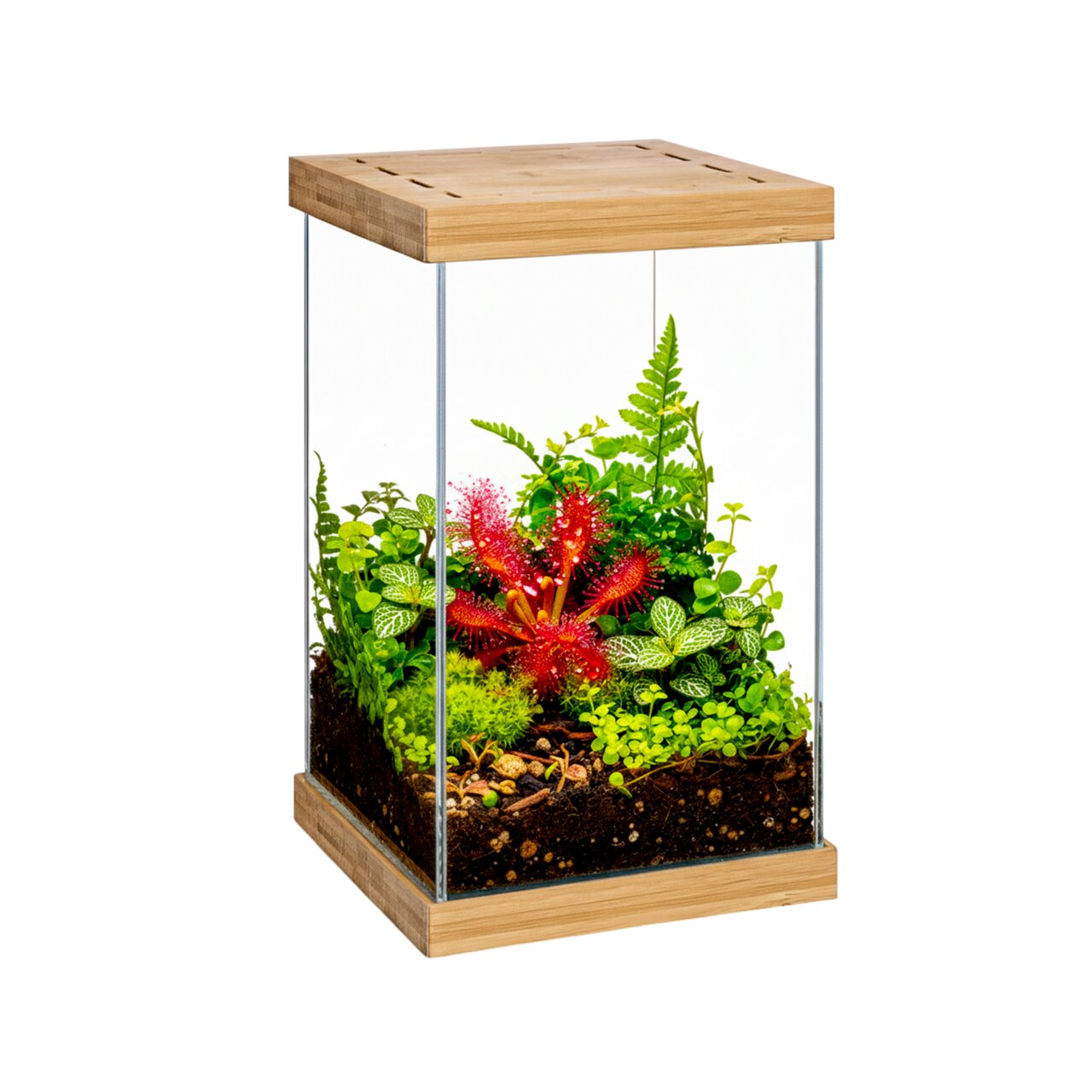 AQUAEL dekoratives Glas-Terrarium mit Holzrahmen für Pflanzen, ideal für Nano-Arrangements mit tropischen Arten.