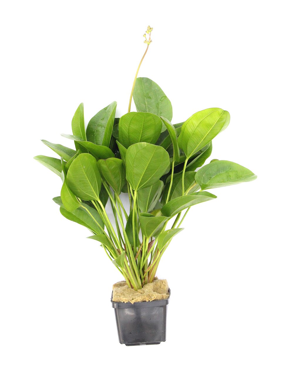 Das Bild zeigt eine grüne Aquarienpflanze der Marke ALOHA, die in einem schwarzen Kunststofftopf mit Steinwolle geliefert wird. Die Pflanze hat kräftige, längliche Blätter und eignet sich ideal für die Gestaltung von Süßwasseraquarien. Sie ist pflegeleich