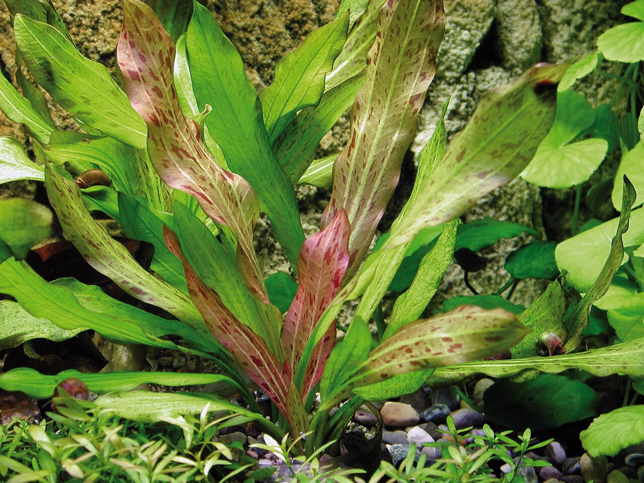 Echinodorus 'Ozelot', Aquarienpflanze für Süßwasseraquarien, grüne Blätter mit roten Flecken, ideal für Aquaristik, pflegeleicht.
