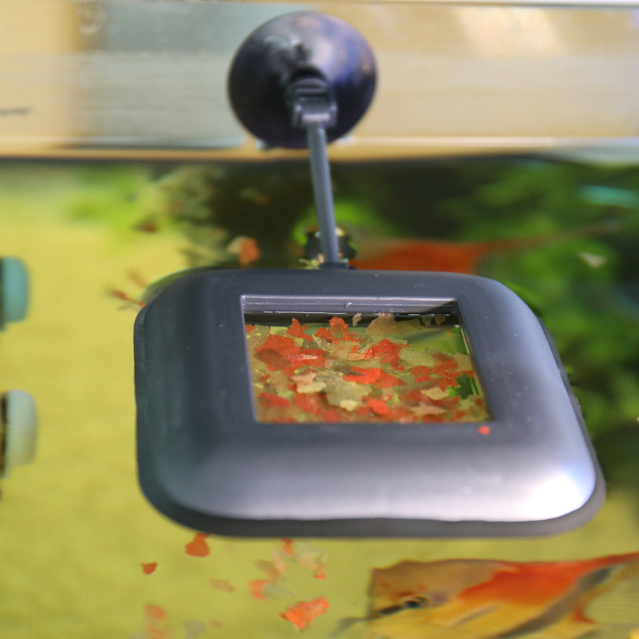 JBL AutoFood Futterautomat für Zierfische, automatische Fütterung, inkl. Flockenfutter, für Aquarienbesitzer, Befestigung am Glas.