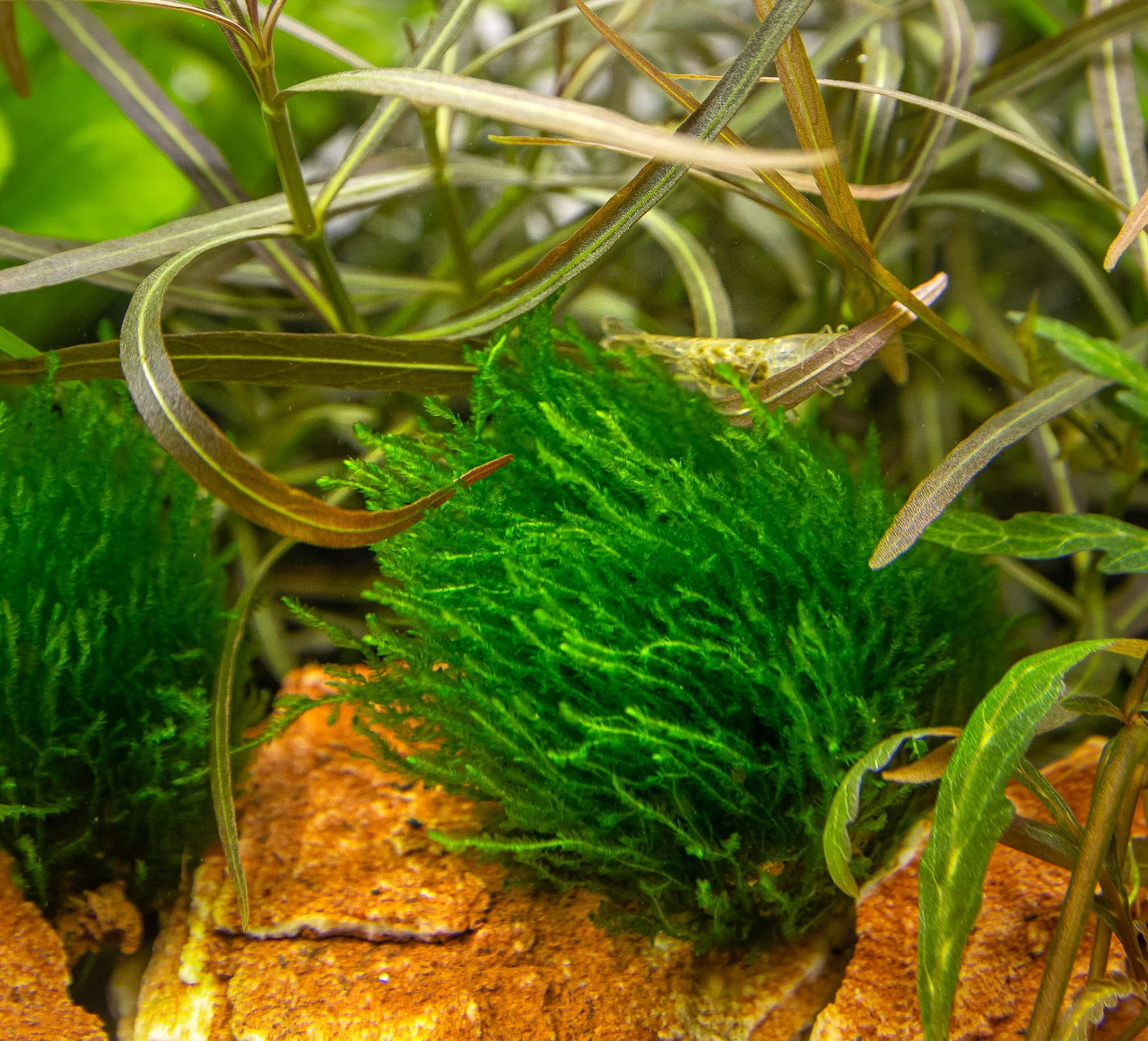 Das Bild zeigt ein Aquarium mit üppigem, grünem Javamoos (Taxiphyllum barbieri), das auf einem rötlichen Stein wächst. Im Hintergrund sind Wasserpflanzen und eine Garnele zu sehen, die zwischen den Pflanzen schwimmt. Die Szene vermittelt eine natürliche u