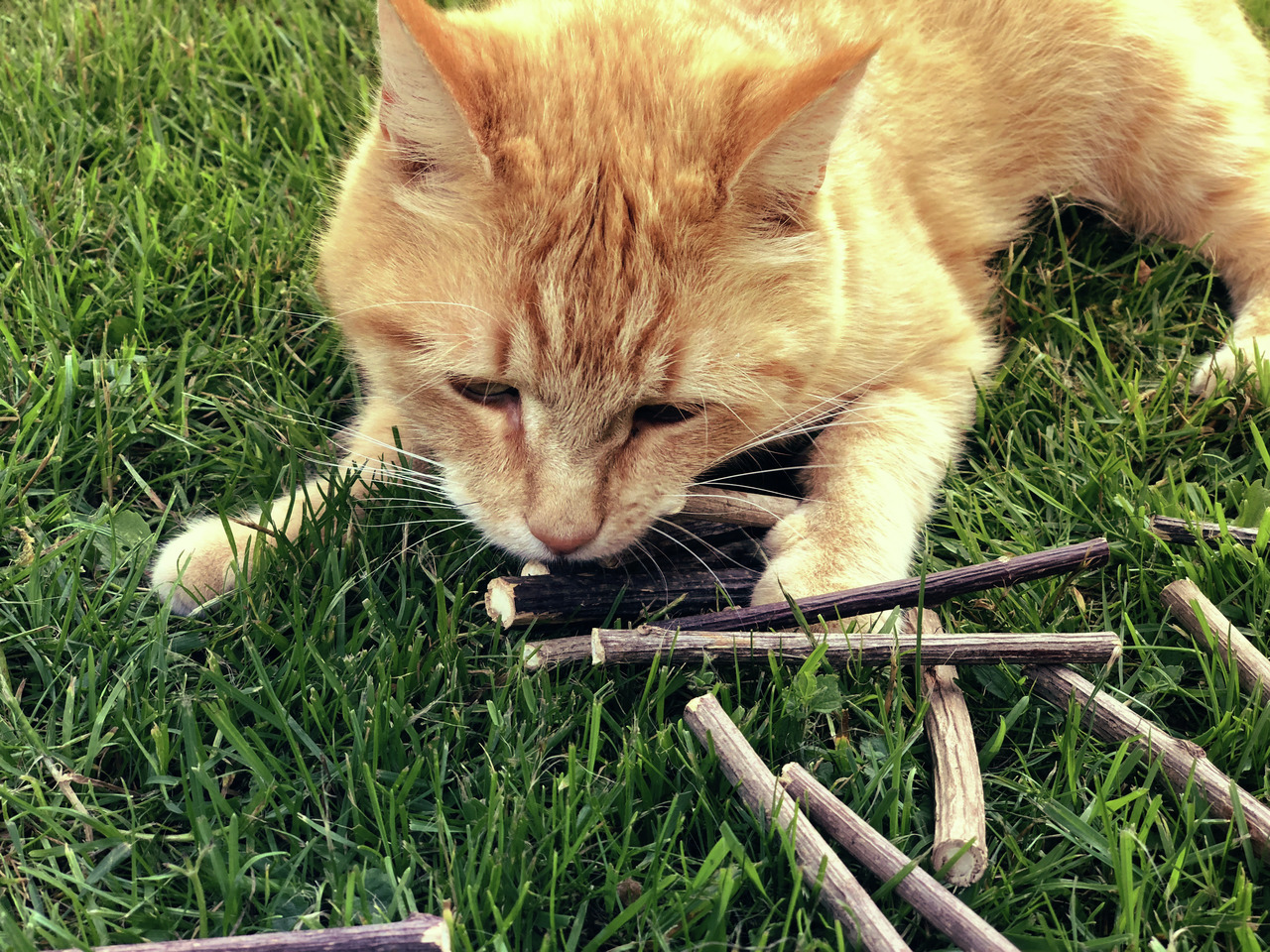 Aumüller Katzenminze-Sticks, Holz, für Katzen, fördern Zahnpflege & bieten aromatische Beschäftigung.