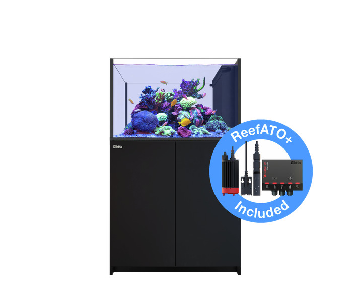 Das Bild zeigt das Red Sea Reefer G2+ Aquarium, ein hochwertiges Meerwasseraquarium für Aquaristik-Enthusiasten. Es ist mit einem schwarzen Unterschrank ausgestattet und enthält das ReefATO+ System zur automatischen Nachfüllung. Im Aquarium sind bunte Kor