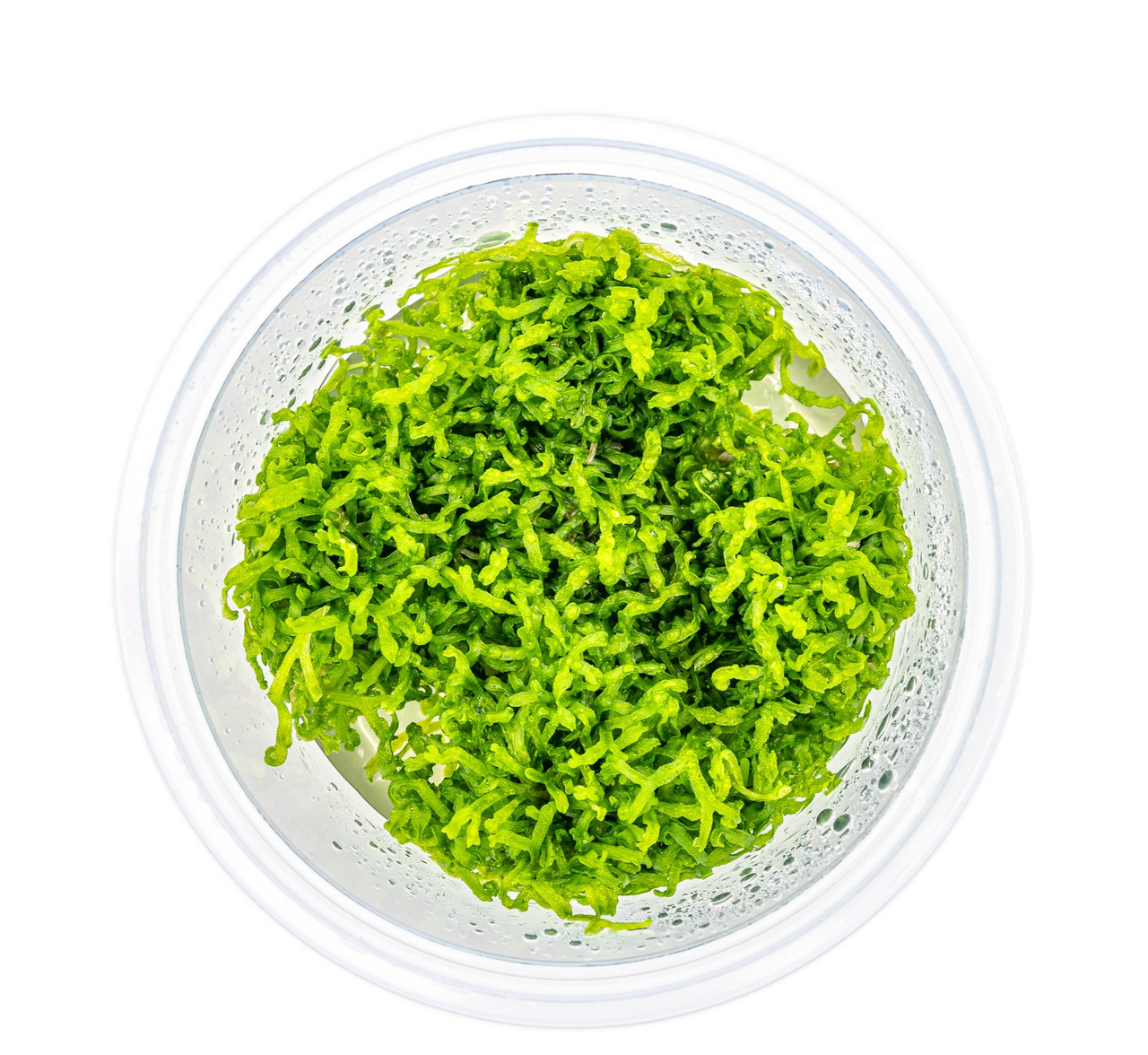 ALOHA Wakame-Salat, 4251127240084, für Liebhaber asiatischer Küche, 125g, frische grüne Algen, feucht mit kleinen Wassertropfen.