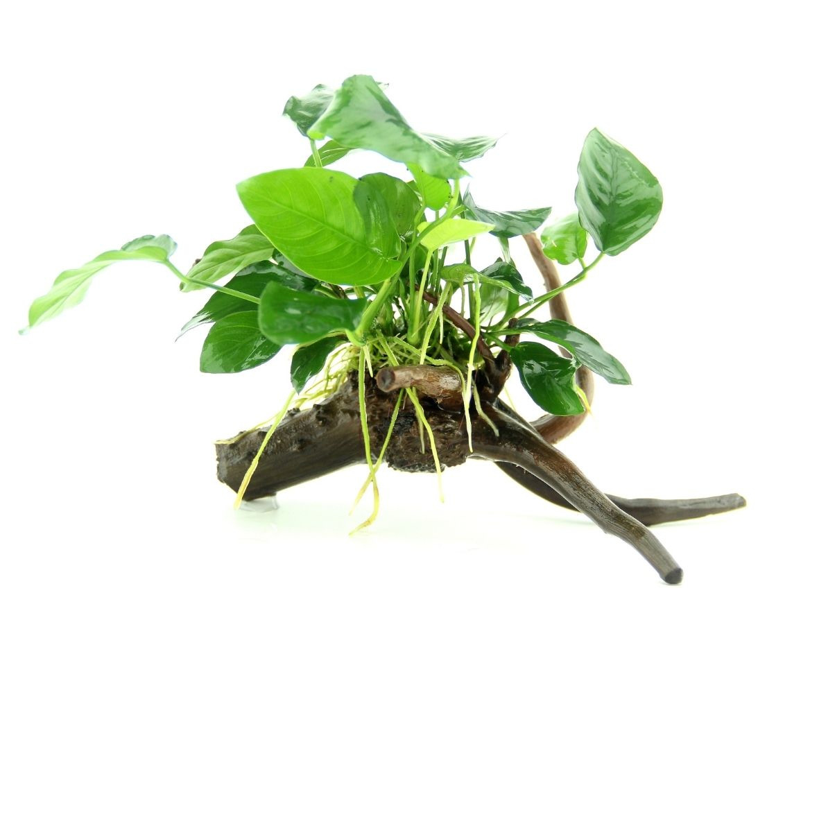ALOHA Anubis barteri var. nana Spiderwood