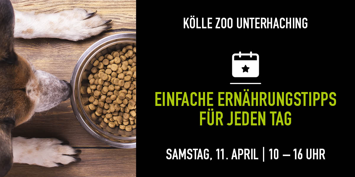 Weiß-braun gefleckter Hund sitzt vor einem vollen Futternapf