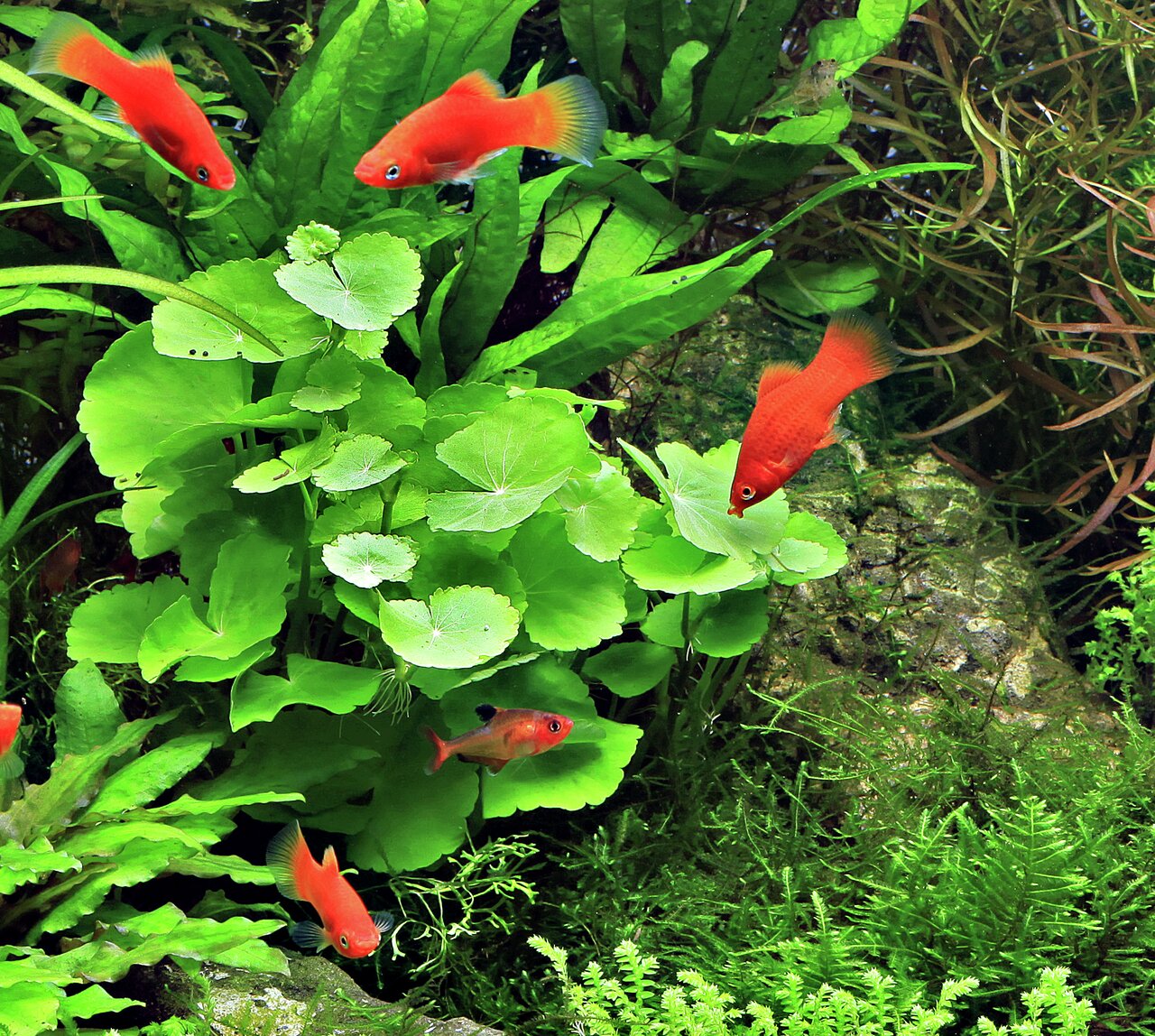 ALOHA Hydrocotyle leucocephala