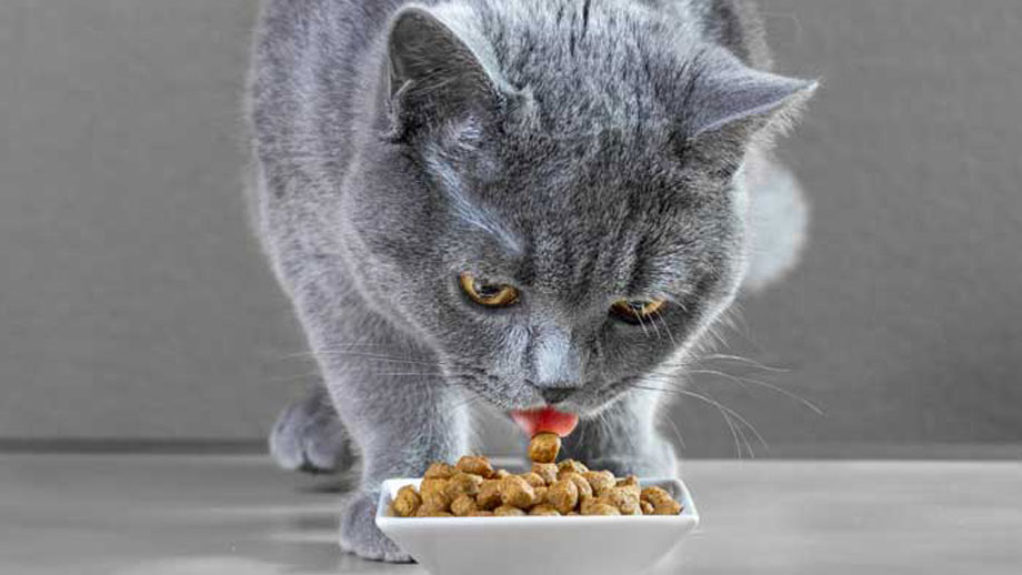 Futterprgung Bei Katzen Teaser %281%29