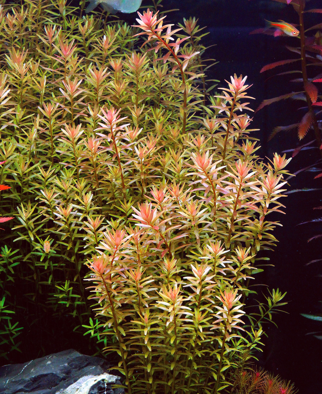 Rotala rotundifolia, Wasserpflanze fürs Aquarium, schmale Blätter (grün-rötlich), dichte Stängel, ideal für Aquascaping.