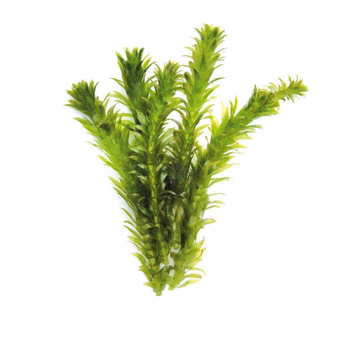 ALOHA Egeria densa SPEZIAL