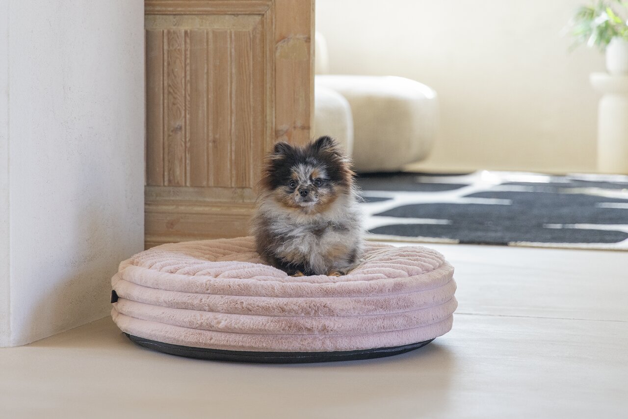 Designed by Lotte Katzenbett für Katzen, Farbe Beige, geeignet für alle Katzenrassen, gemütliches Design, Größe erkennbar.