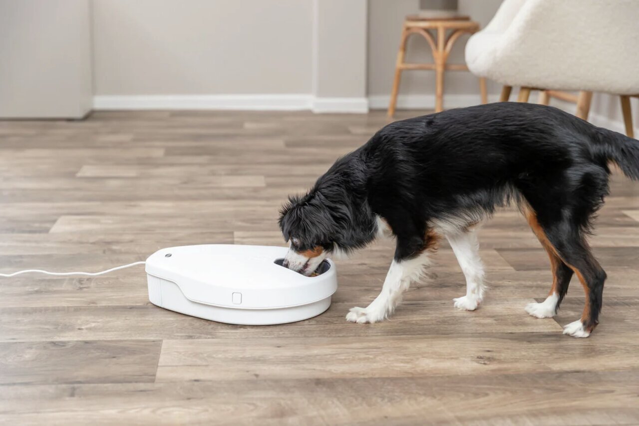 TRIXIE automatischer Futterspender TX-C Smart für Hunde, befüllbarer Napf mit Timerfunktion, Hund frisst daraus im Wohnraum.