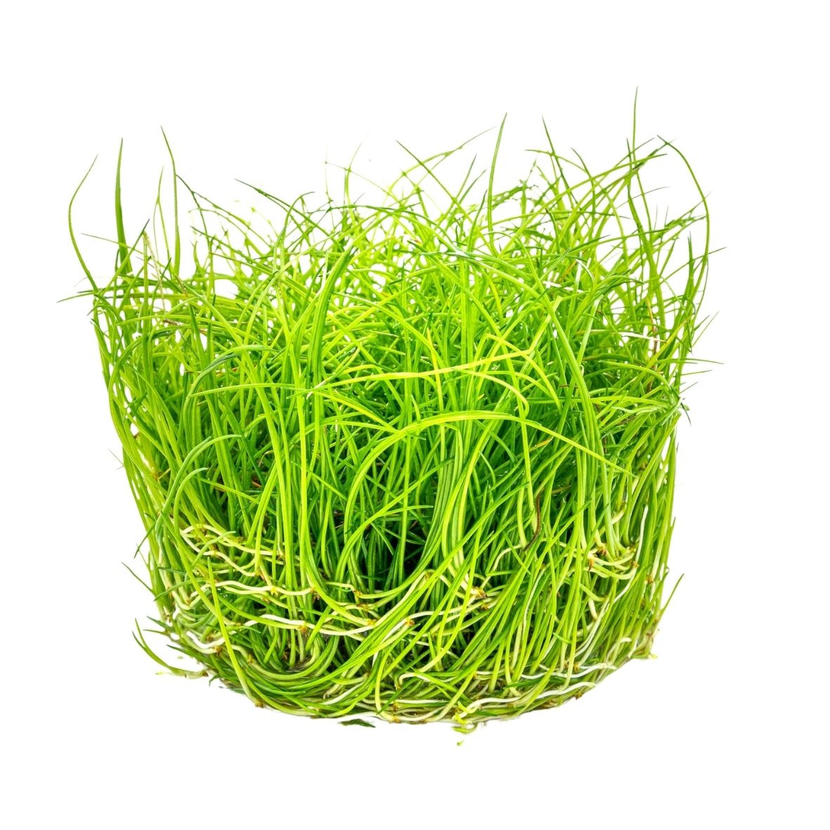 ALOHA Eleocharis pusilla Cup C133