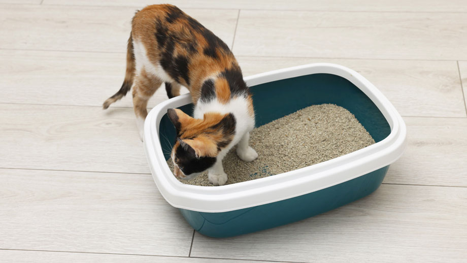 Gescheckte Katze inspiziert eine Katzentoilette