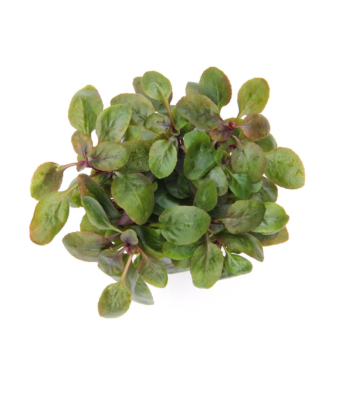 ALOHA Wasserpflanze, für Aquarien, grün-rötliche Blätter, kompakt, Deko & Sauerstoffspender, ideal für Süßwasseraquarien.