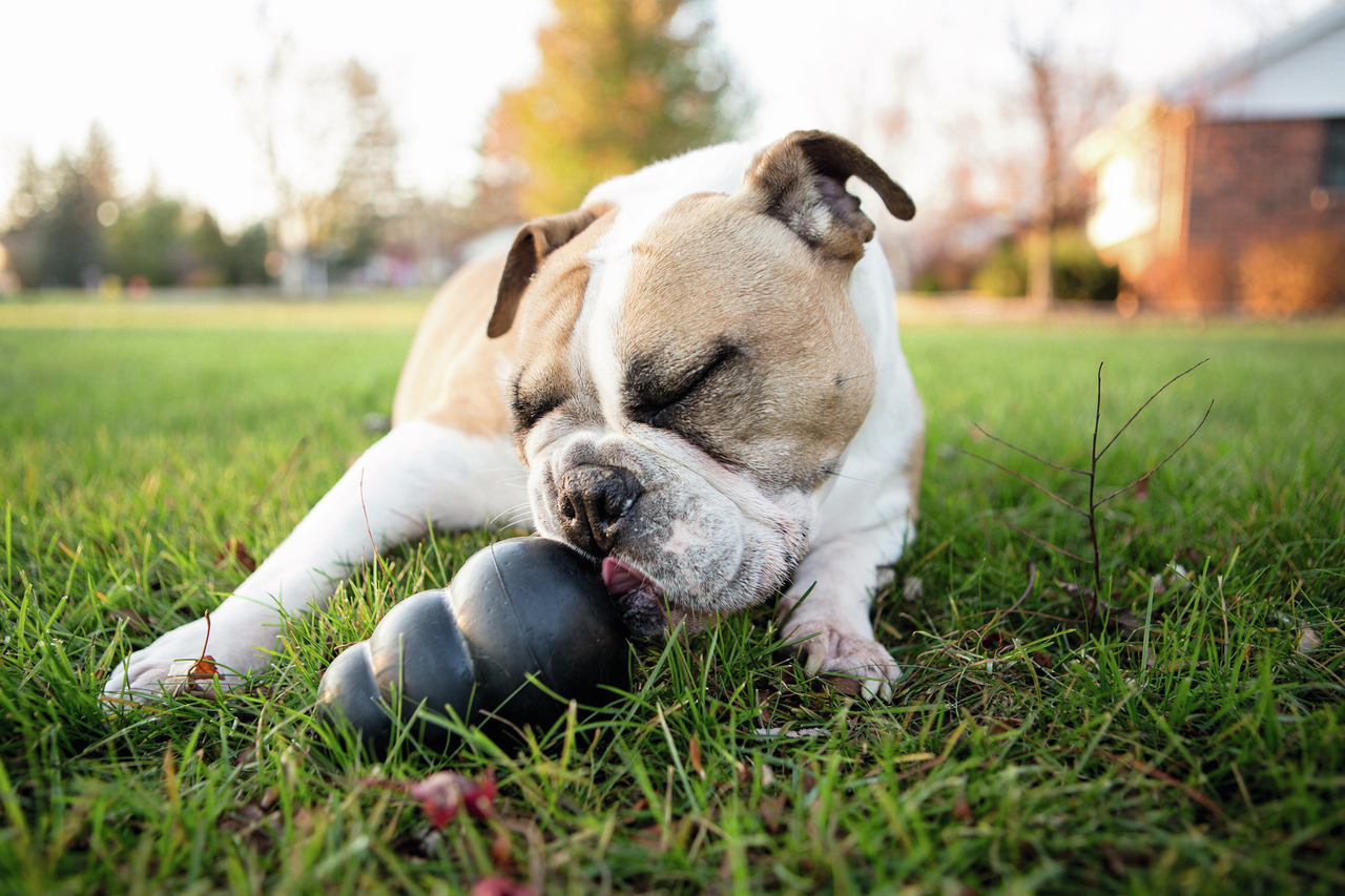 KONG Hundespielzeug, robustes Kauspielzeug, fördert Zahngesundheit, für mittelgroße/große Hunde, ideal zum Spielen & Kauen.