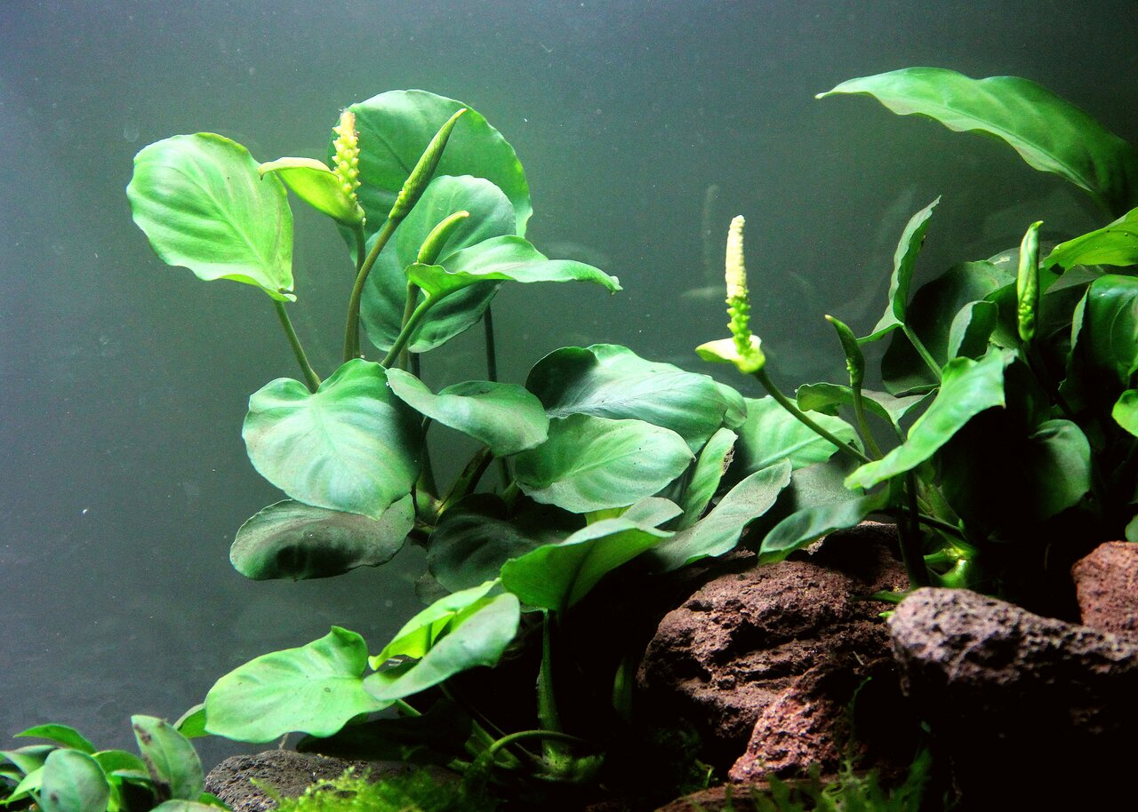 Anubias barteri var. nana, grüne Aquarienpflanze auf Lavasteinen, ideal für Süßwasseraquarien, pflegeleicht, mit Blütenständen.