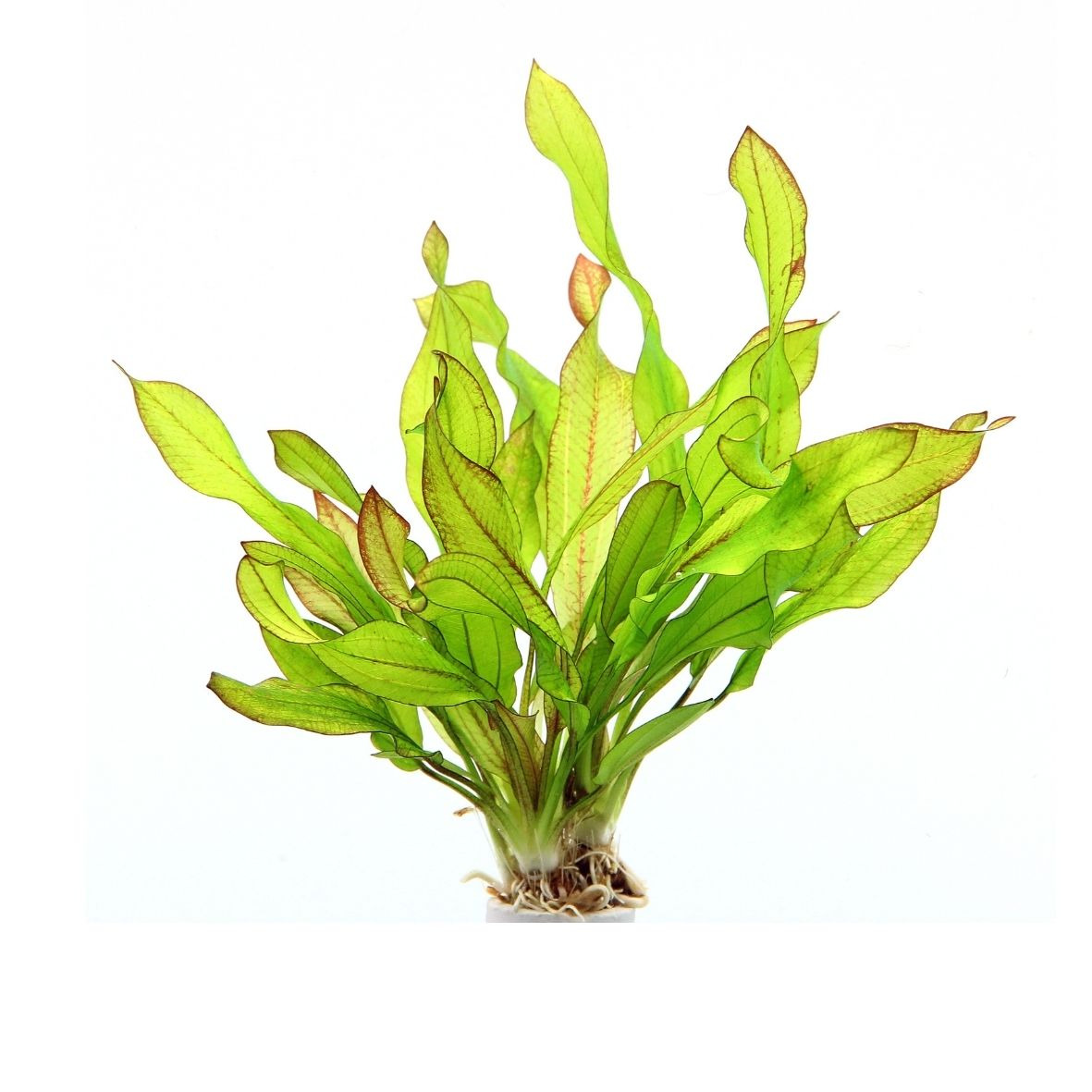 ALOHA Echinodorus GREEN CHAMÄLEON
