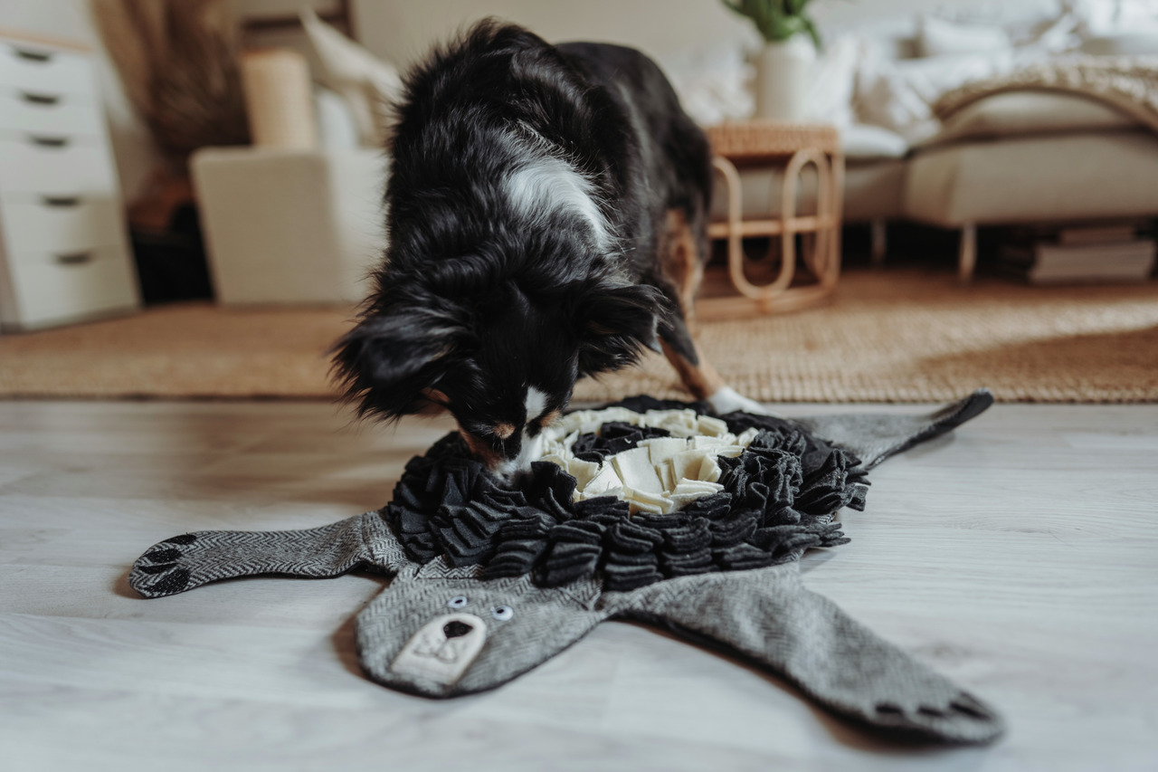 HUNTER Schnüffelteppich Bär, für Hunde aller Größen, fördert Konzentration & Geruchssinn, weicher Stoff, Taschen für Leckerlis.