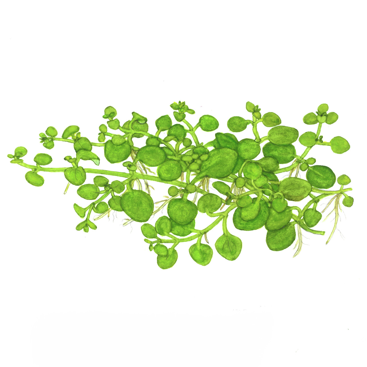 Tropica Micranthemum 'Monte Carlo', Aquarienpflanze, Bodendecker, kleine grüne Blätter, für Süßwasseraquarien, 1 Topf.