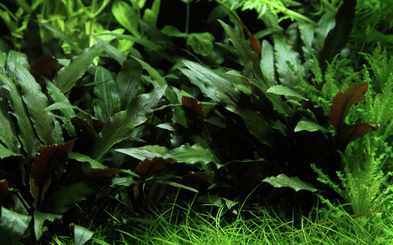 Tropica Cryptocoryne wendtii 'Tropica', für Aquarien, dunkelgrün-bräunl. Blätter, pflegeleicht, dekorativ, ideal für Süßwasseraquarien.