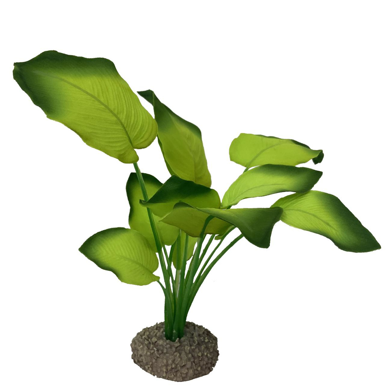 AQUA DELLA Anubias 3 grün 20 cm
