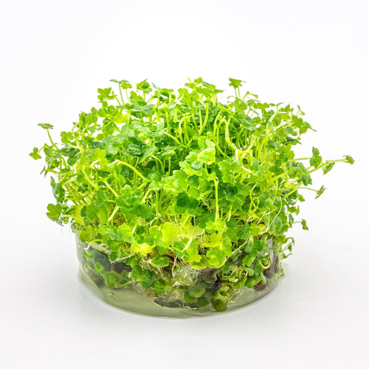 ALOHA Wasserkresse, frische Kräuter für Salate, Smoothies & Garnitur, für gesundheitsbewusste Verbraucher, in transparenter Schale.
