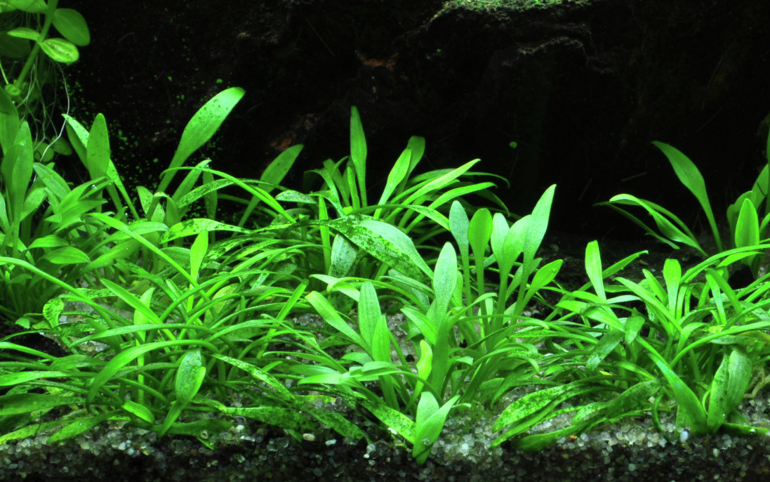 Cryptocoryne parva